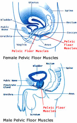 pelvic floor muscles